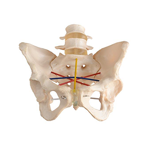 Pelvimetry Demonstration Model